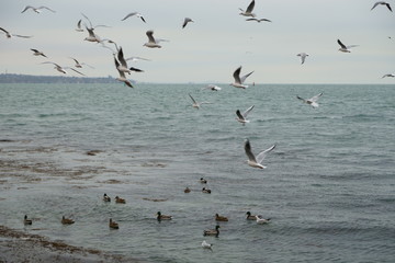 flock of pelicans in flight