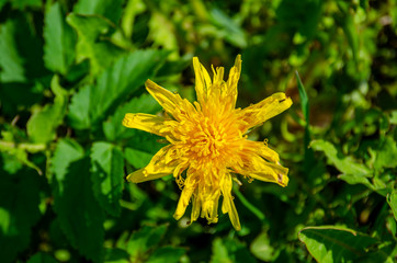 yellow dandelion flower close up - 267773021