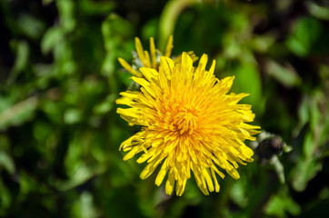 yellow dandelion flower close up - 267773079