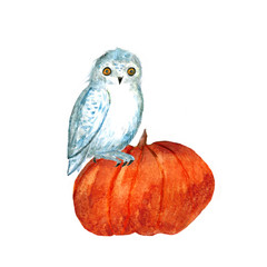 Watercolor illustration. Pumpkin with an owl.
