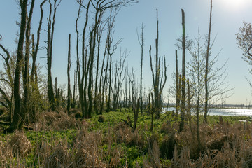 Obraz premium abgestorbene Bäume in einem Seen im Nationalpark Müritz