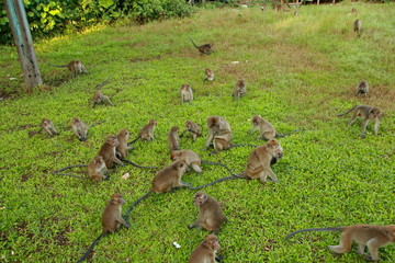 jungle monkeys sit and eat on Kembang Island Banjarmasin Indonesia Borneo Island