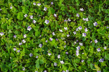 meadow with small lilac flowers