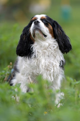 cavalier king charles spaniel dog