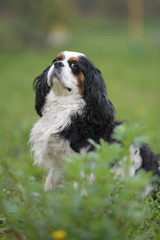 Fototapeta premium cavalier king charles spaniel dog