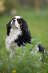Fototapeta premium cavalier king charles spaniel dog
