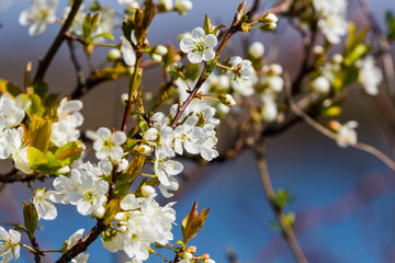 Obraz premium Fleurs