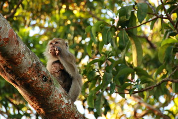 jungle monkeys sit and eat on Kembang Island Banjarmasin Indonesia Borneo Island