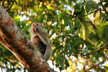 jungle monkeys sit and eat on Kembang Island Banjarmasin Indonesia Borneo Island