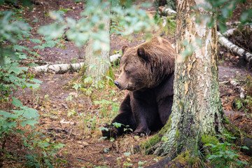 Obraz premium orso bruno