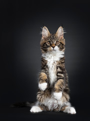 Fototapeta na wymiar Cute black tabby with white Maine Coon cat kitten, sitting facing front on hind paws. Looking straight at camera with orange / brown eyes. Isolated on black background. Tail beside body.