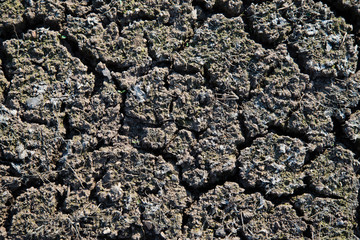 Dry cracked earth background, cracked earth texture