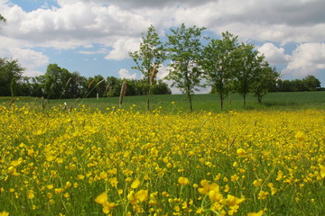 streuobstwiese