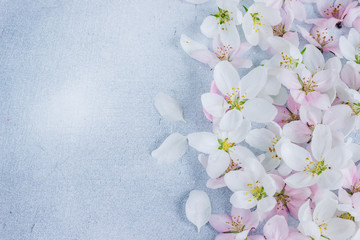 Fototapeta na wymiar Greeting card background blooming cherry blossoms