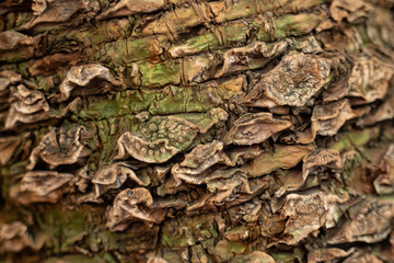 Tree bark texture