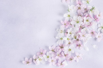 Pastel background blooming cherry blossoms copy space