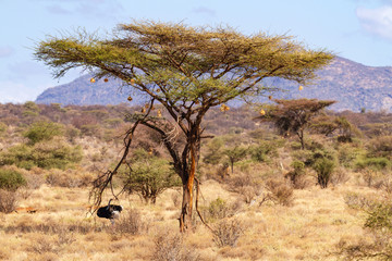 Fototapeta premium Male Somali ostrich (Struthio molybdophanes) in shade under large acacia tree with handing bird nests. Ol Pejeta Conservancy, Kenya, Africa