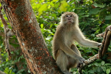 jungle monkeys sit and eat on Kembang Island Banjarmasin Indonesia Borneo Island
