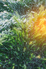 Fototapeta na wymiar Green wheat ears in a rays of sun