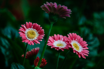pink daisy flowers