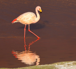 Lonely flamingo and his reflection in Laguna Colorada. Potosi. Altiplano. Bolivia. South America. Close-up photo.