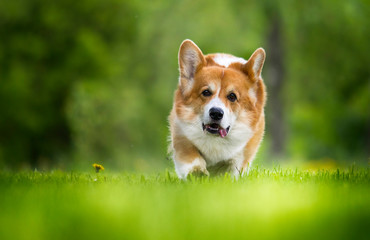 welsh corgi pembroke dog on green grass