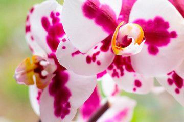 Beautiful tropical exotic branch with pink and magenta Moth Phalaenopsis Orchid flowers in spring in the forest on light green background.