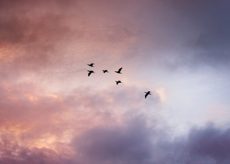 flock of birds flying in the blue sky