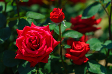 薔薇