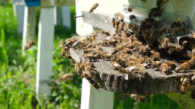 Bees attacked by hornets at the hive. Bee killer hornet . Slow-motion video.
