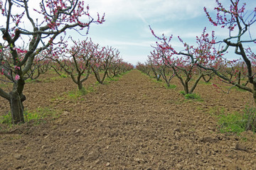 peach tree and flowers