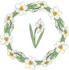 Isolated on white vector spring tangle from narcissus or jonquil flowers