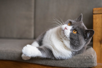 Cute british shorthair cat lying on the couch