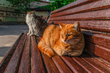 Obraz premium Juicy greens in the garden. Red cat sitting on a bench in the garden.