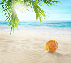Seashell in the sand. Coconut palms on a tropical beach. 