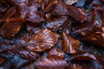 wet leafs. after rain. weather