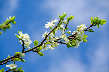 cherry twig with white flowers on the blue sky background - 267775694