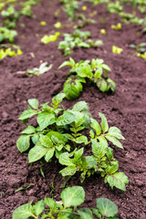 Healthy young potato plant in organic garden. Young potato plant growing on the soil. Potato bush in the garden.