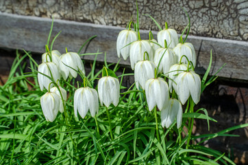 white flowers, similar to bells - 267775847
