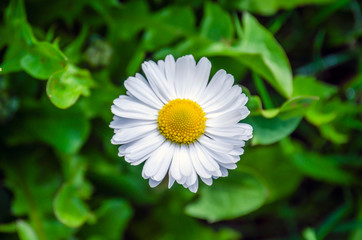 blossoming Daisy flower with numerous white petals and a yellow center - 267775896