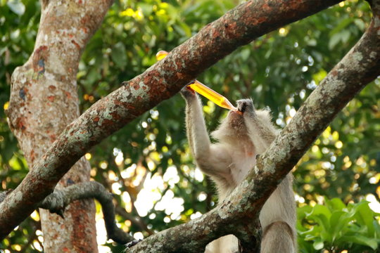 jungle monkeys sit and eat on Kembang Island Banjarmasin Indonesia Borneo Island