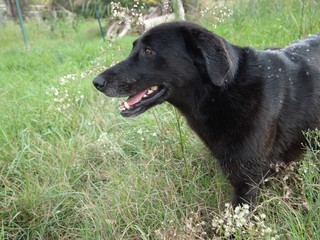 chien