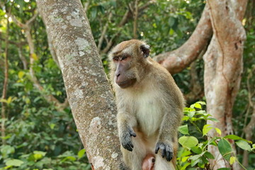 jungle monkeys sit and eat on Kembang Island Banjarmasin Indonesia Borneo Island