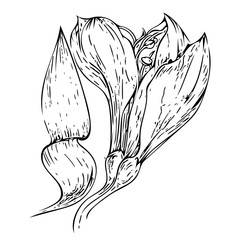 Simple flower Peruvian lily (Alstryomeriya) Bouquet Black & White. Graphic elements drawn with ink, branches of flowers. Graphics for design. Set of hand drawn design elements, collection