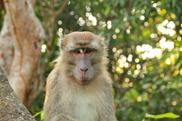 jungle monkeys sit and eat on Kembang Island Banjarmasin Indonesia Borneo Island