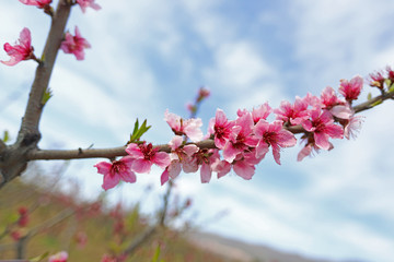 peach tree and flowers