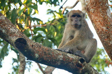 jungle monkeys sit and eat on Kembang Island Banjarmasin Indonesia Borneo Island