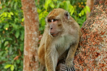jungle monkeys sit and eat on Kembang Island Banjarmasin Indonesia Borneo Island