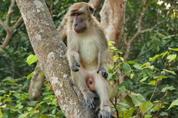 jungle monkeys sit and eat on Kembang Island Banjarmasin Indonesia Borneo Island