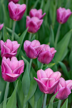 Pink tulips. Spring pink tulips blooming with green stalk in a garden field out of focus background. Concept image for seasons Spring and Summer, Nature, Valentine s and Mother s Day.